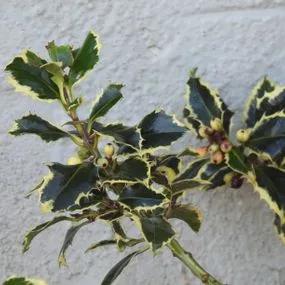 Silver Margined Holly Hedge (Ilex aquifolium Argentea Marginata) 2